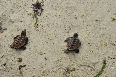 High angle view of shell on sand