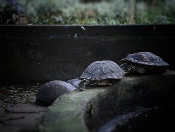 View of turtle in water