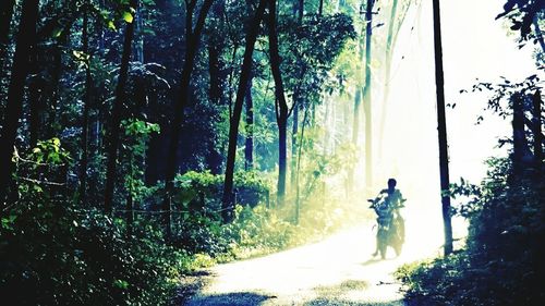 Silhouette of trees in forest