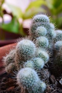 Close-up of cactus plant