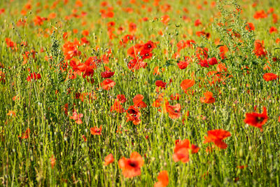 Close-up of red poppy flowers in field