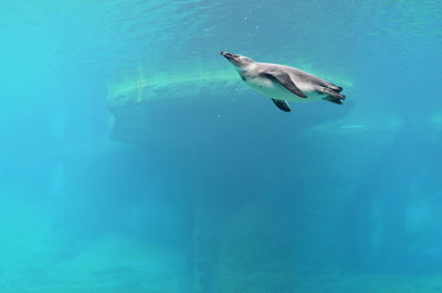 Penguin swimming in water