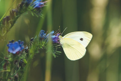Close-up of butterfly pollinating on purple flower
