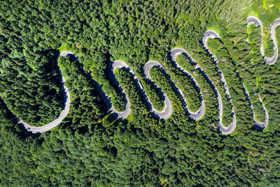 High angle view of snake on moss