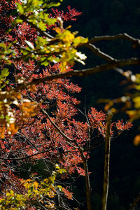 Close-up of flower tree