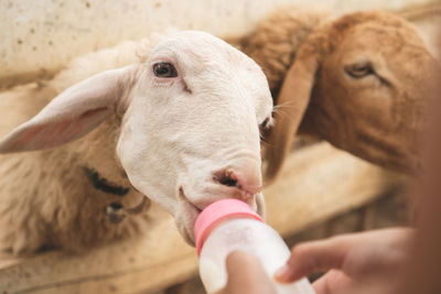 Close-up of hand feeding milk to sheep