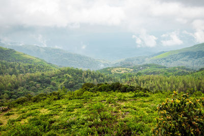 Mountain coverd with clouds and green forests