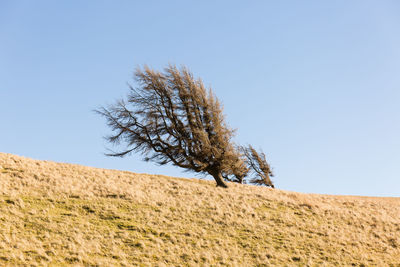 Tree on field against clear sky