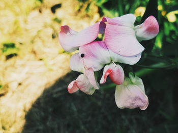 Close-up of pink flowers blooming outdoors