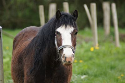Horse in ranch