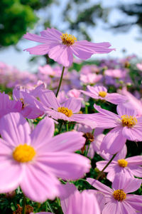 Close-up of pink cosmos flowers