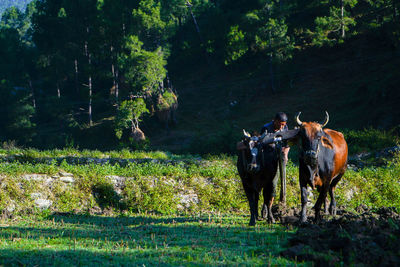 Cows standing in a field