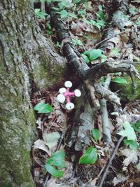 Close-up of flowers growing on tree trunk