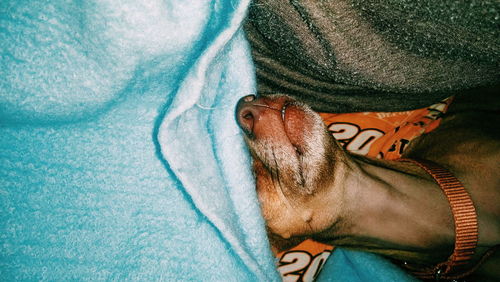 High angle view of dog sleeping on bed at home