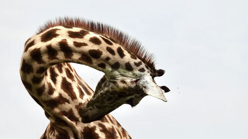 animal