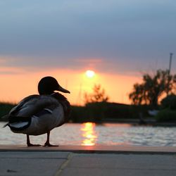 Silhouette bird perching on tree against sky during sunset