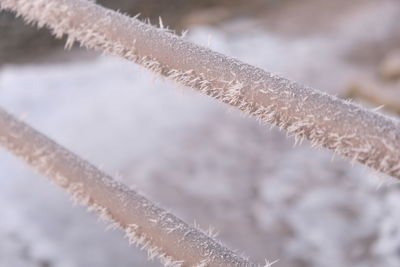 Close-up of frozen plant