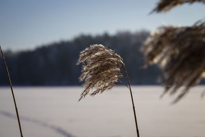 Close-up of snow on land against sky