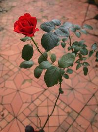 Close-up of rose plant