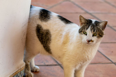 Close-up of cat