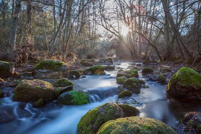 Blurred motion of stream by bare trees in forest