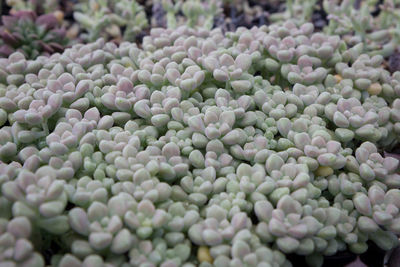 Full frame shot of blueberries at market stall