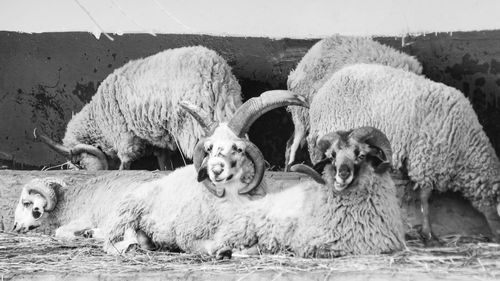 Sheep in a field