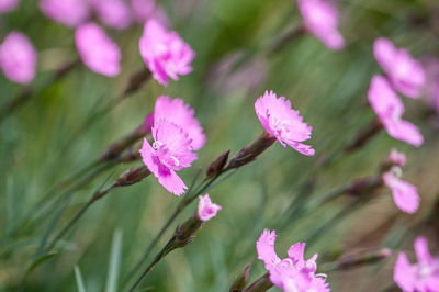 Close-up of pink flowering plant