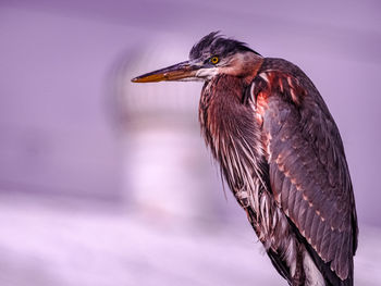 Blue heron with warped background 