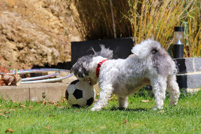 Dog playing with ball on grass