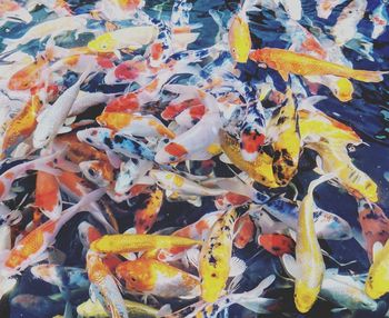 High angle view of koi carps swimming in pond