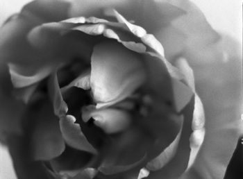 Close-up of rose against blurred background