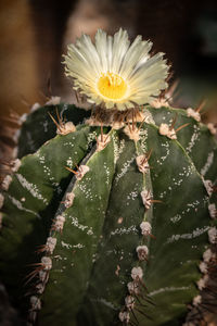 Close-up of raindrops on flowering plant