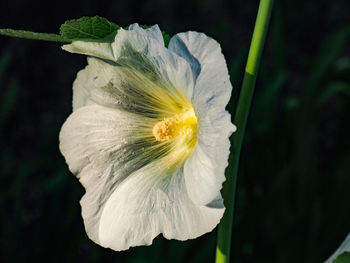 Close-up of white rose flower