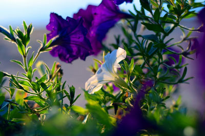 Close-up of purple flowering plants