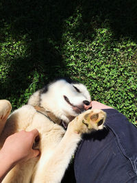 Midsection of woman with dog by plants