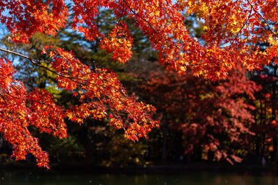 Close-up of maple leaves on tree during autumn