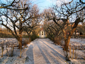 View of trees along dirt road