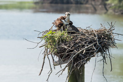 Bird perching on nest