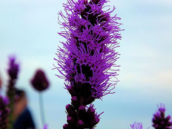 Close-up of purple flowers