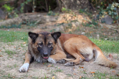 Lion lying on land in forest