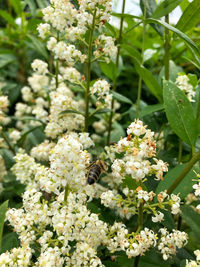 Close-up of white flowering plant