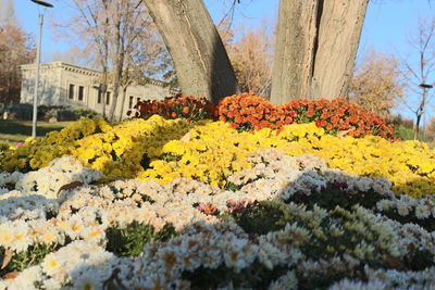 Low angle view of yellow flowers