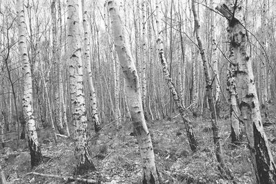 Full frame shot of tree trunk in forest