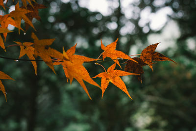 Low angle view of maple leaves on branch