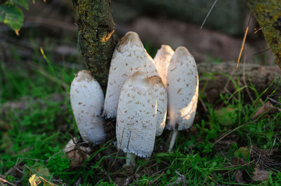 Close-up of mushroom growing on field