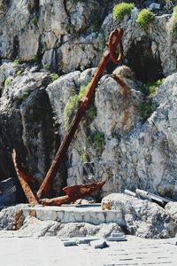 Close-up of plants growing on rock