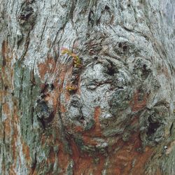 Full frame shot of tree trunk