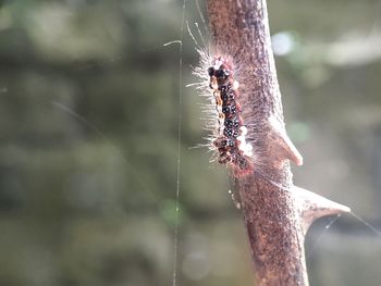 Close-up of insect on plant