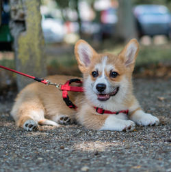 Portrait of dog